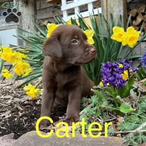Carter, Chocolate Labrador Retriever Puppy